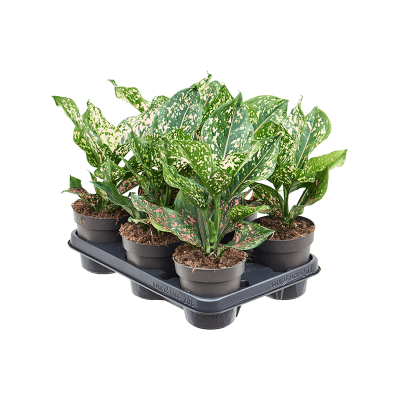 Aglaonema 'Pink Leopard' 6/tray
