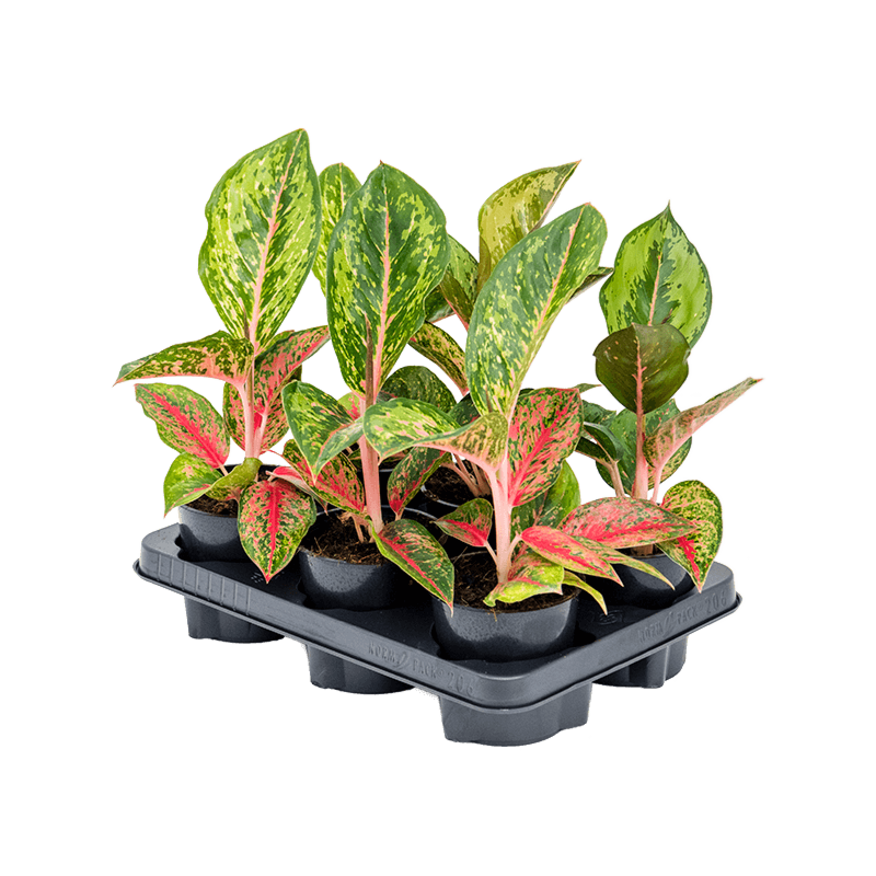 Aglaonema 'Paradise Red' 6/tray