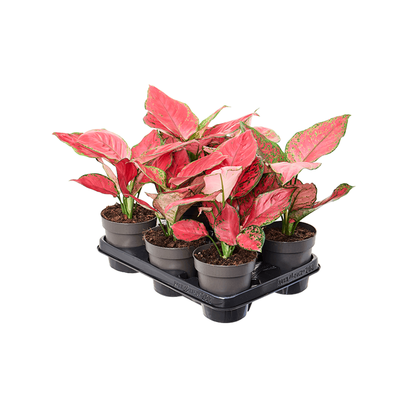 Aglaonema 'Red Joy' 6/tray