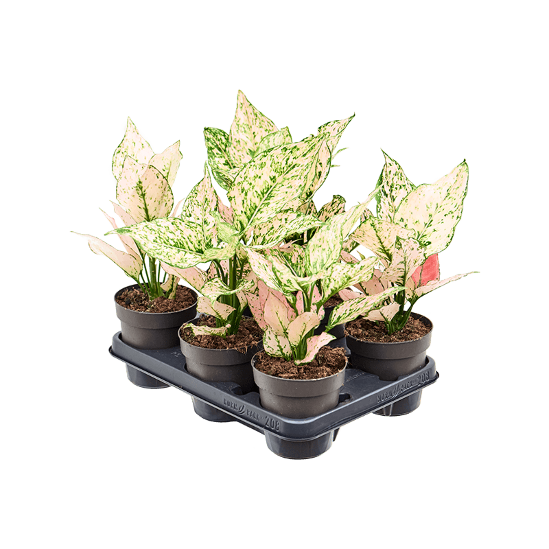 Aglaonema 'Rosy' 6/tray