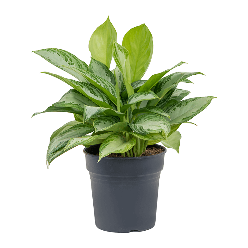 Aglaonema 'Silver Bay'