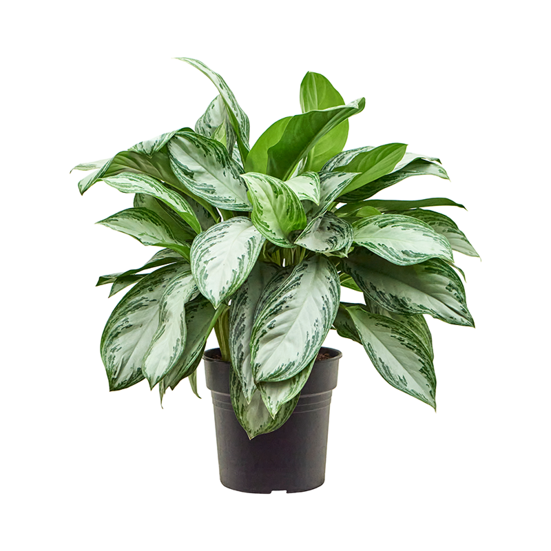 Aglaonema 'Silver Bay'