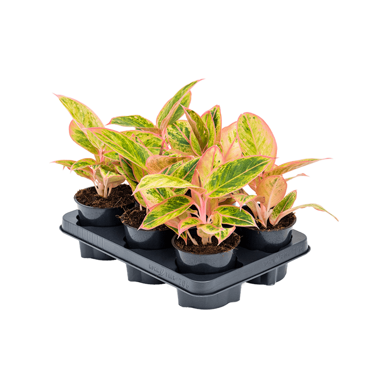 Aglaonema 'Salmon Fantasy' 6/tray