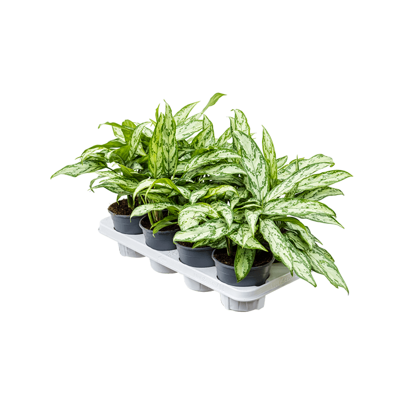 Aglaonema 'Silver Queen Compact' 8/tray