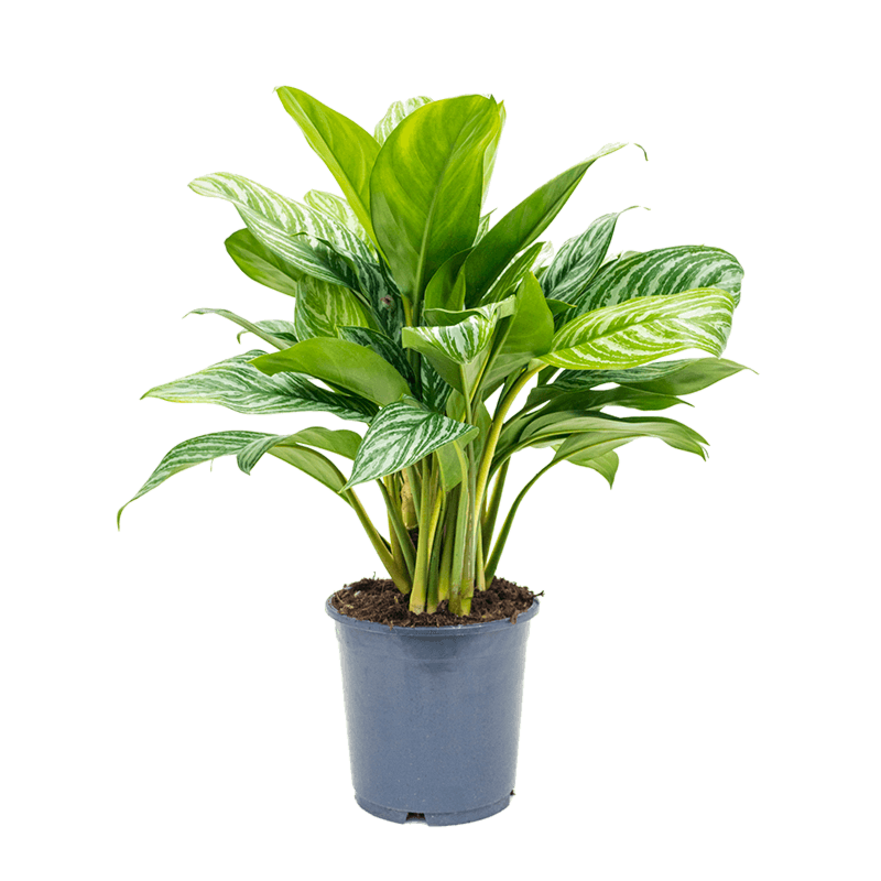 Aglaonema 'Stripes'