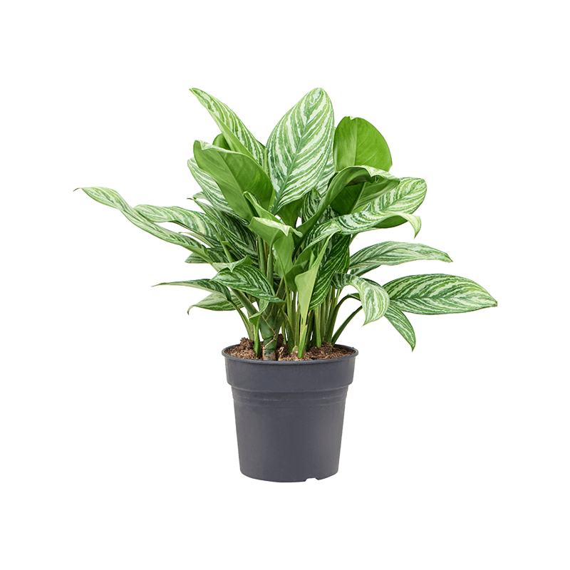 Aglaonema 'Stripes'