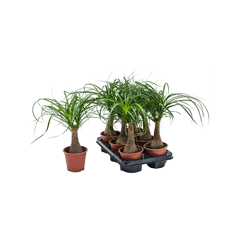Beaucarnea recurvata 6/tray