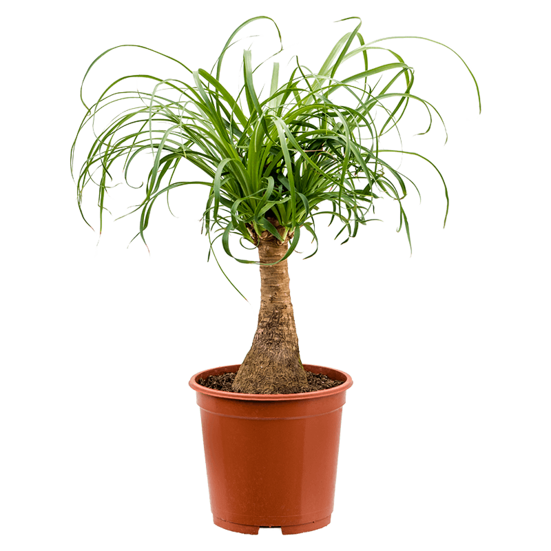 Beaucarnea recurvata