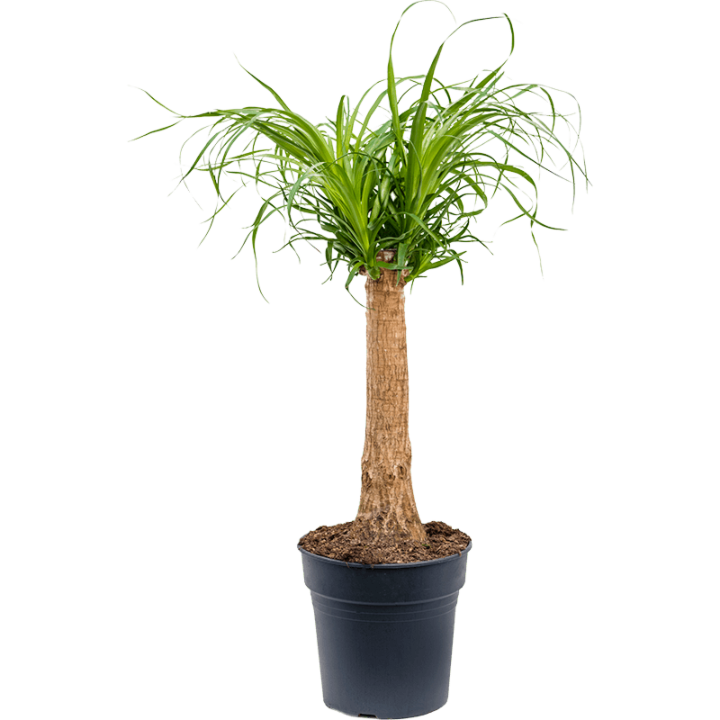 Beaucarnea recurvata