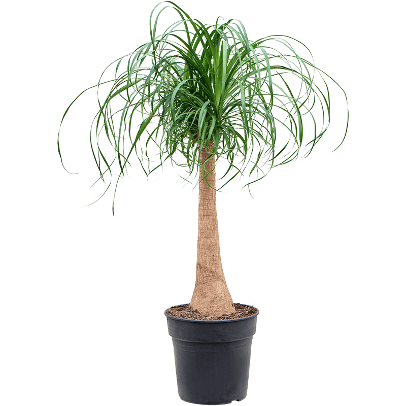 Beaucarnea recurvata