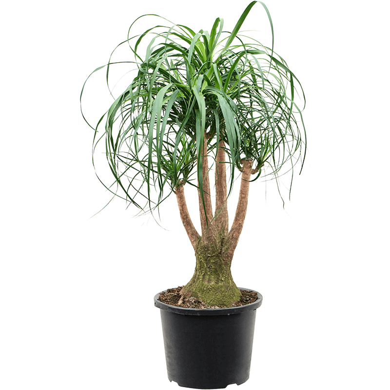 Beaucarnea recurvata