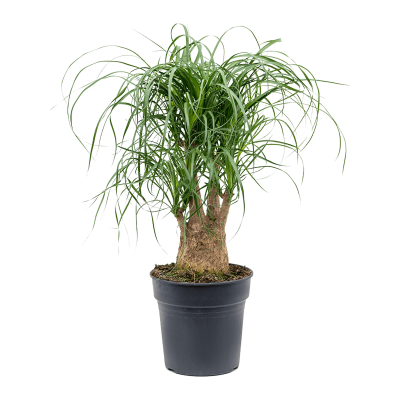 Beaucarnea recurvata