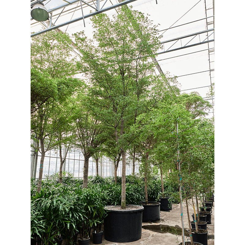 Bucida buceras 'Shady Lady' (800-900)