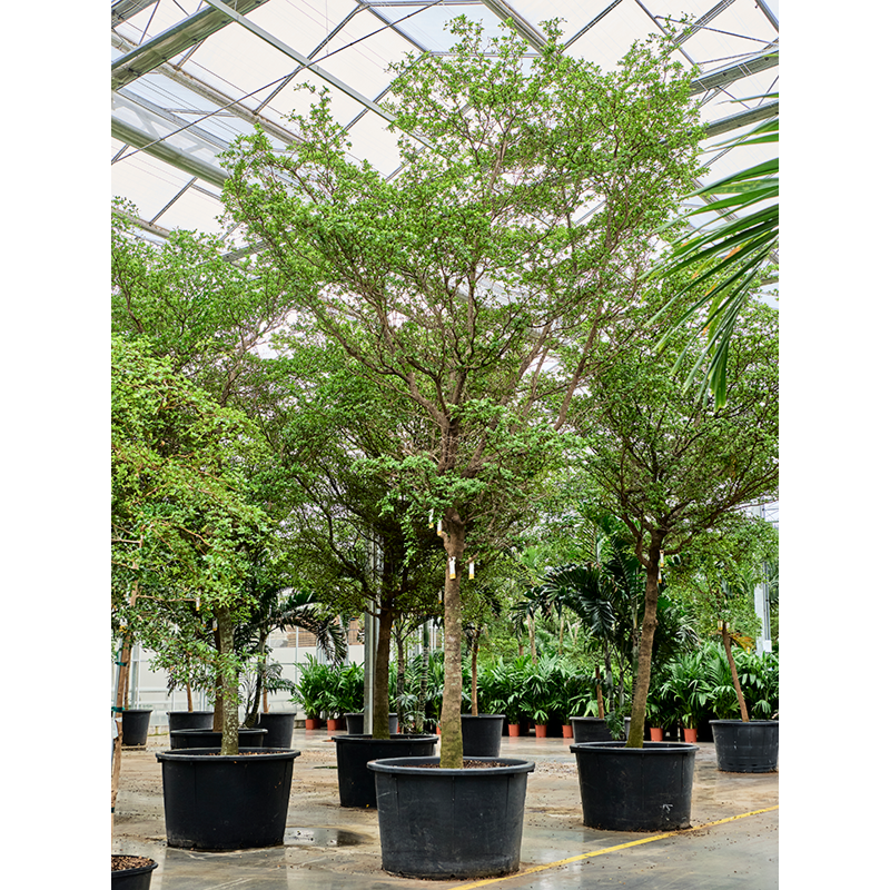 Bucida buceras 'Shady Lady' (500-600)