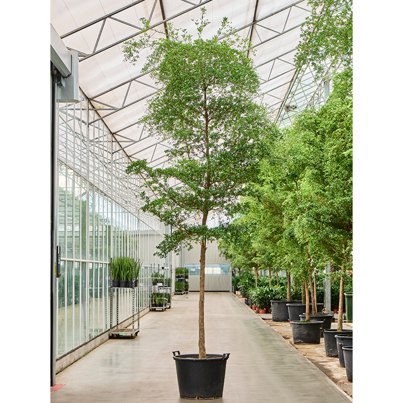 Bucida buceras 'Shady Lady' (450-500)