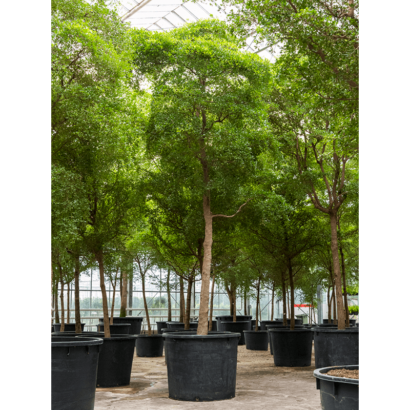 Bucida buceras 'Shady Lady' (500-600)