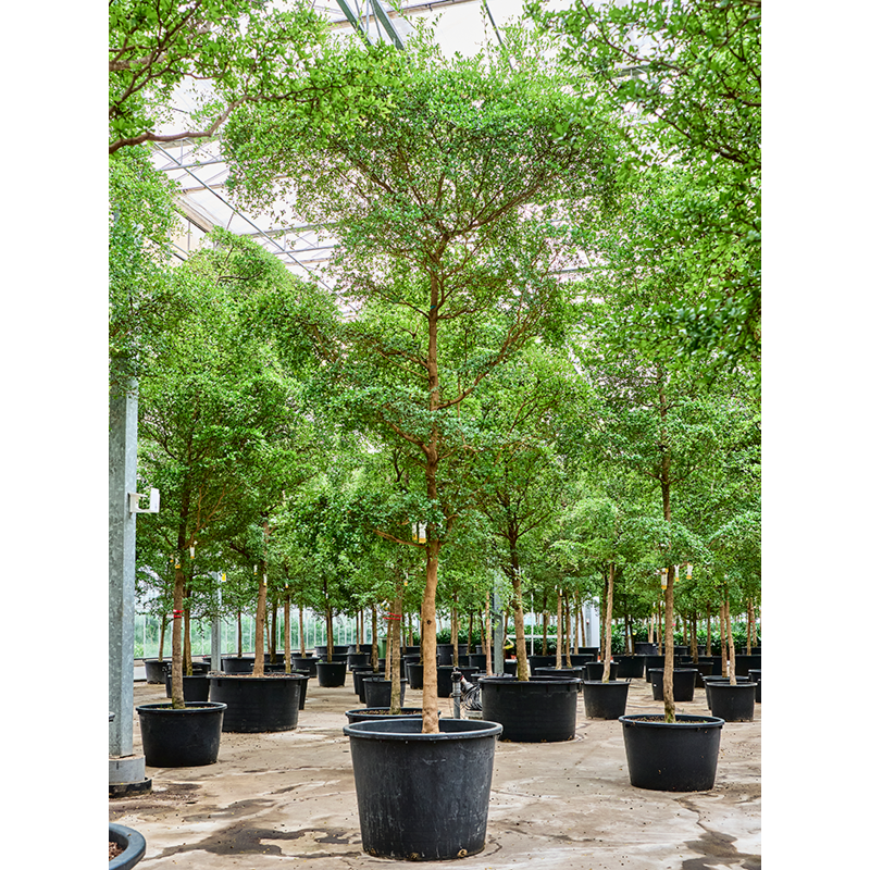 Bucida buceras 'Shady Lady' (450-550)