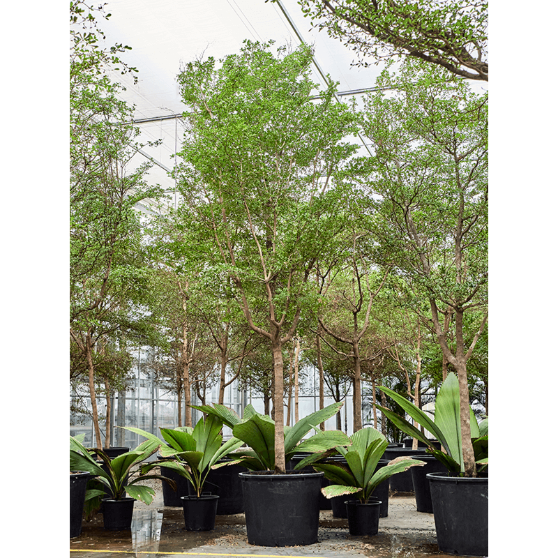 Bucida buceras 'Shady Lady' (500-600)