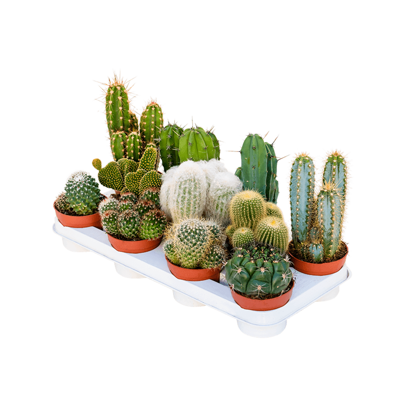 Cactus mix 11/tray