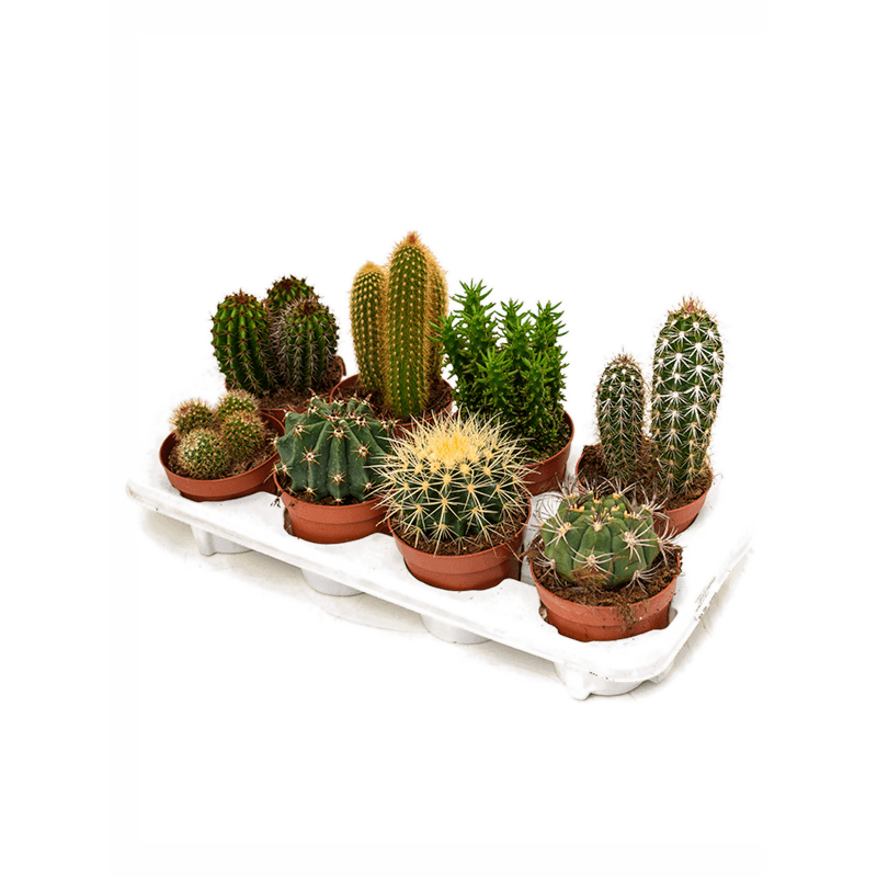 Cactus mix 8/tray