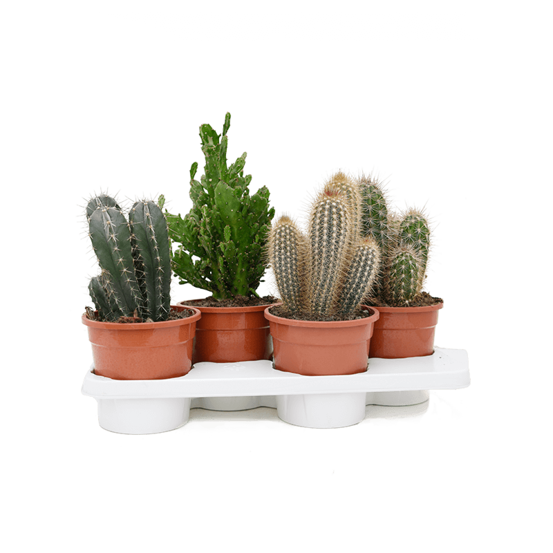 Cactus mix 4/tray