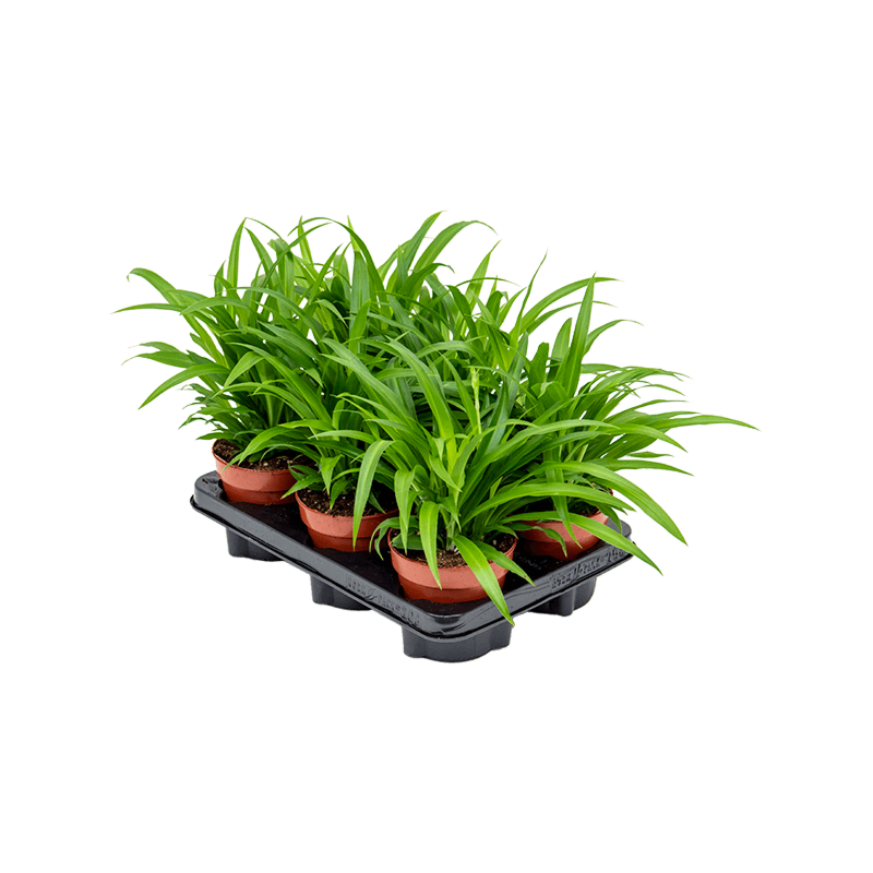 Chlorophytum comosum 'Lemon' 6/tray