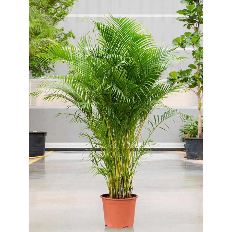 Dypsis (Areca) lutescens