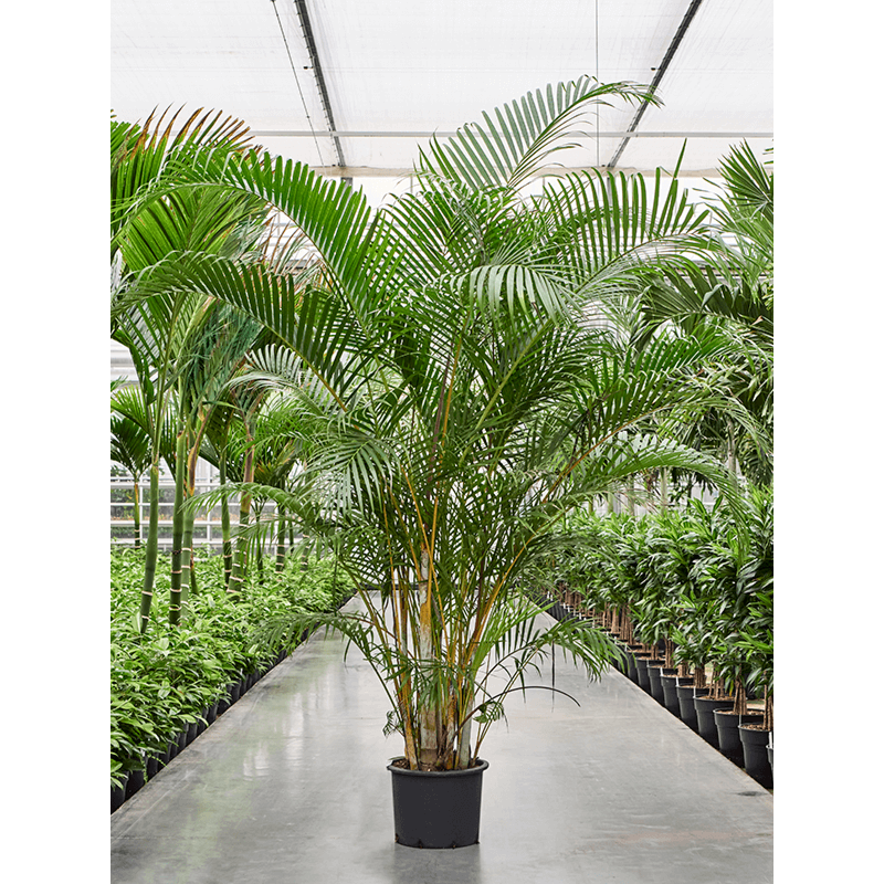 Dypsis (Areca) lutescens