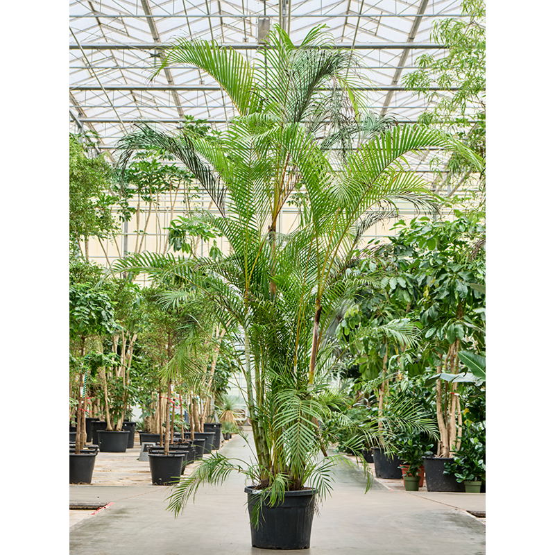 Dypsis (Areca) lutescens