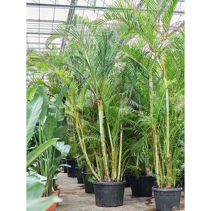 Dypsis (Areca) lutescens