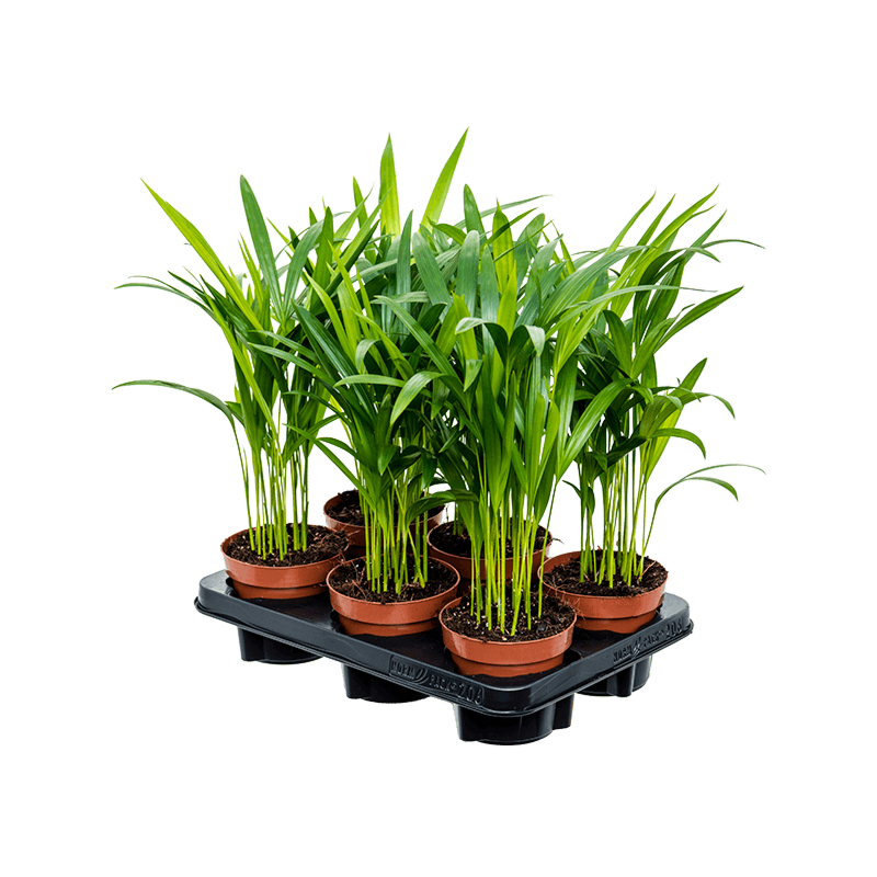 Dypsis (Areca) lutescens 6/tray