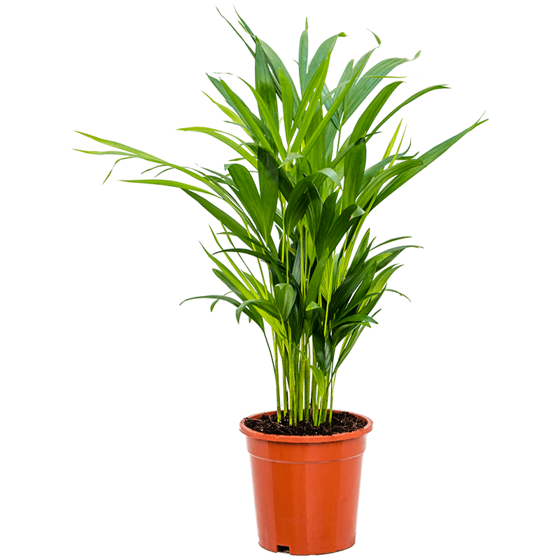 Dypsis (Areca) lutescens