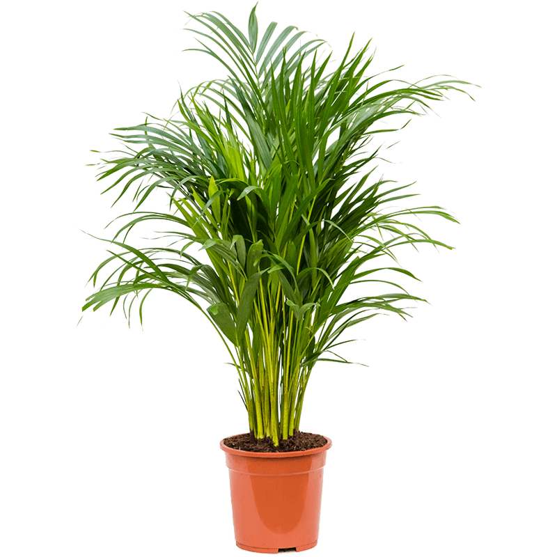 Dypsis (Areca) lutescens