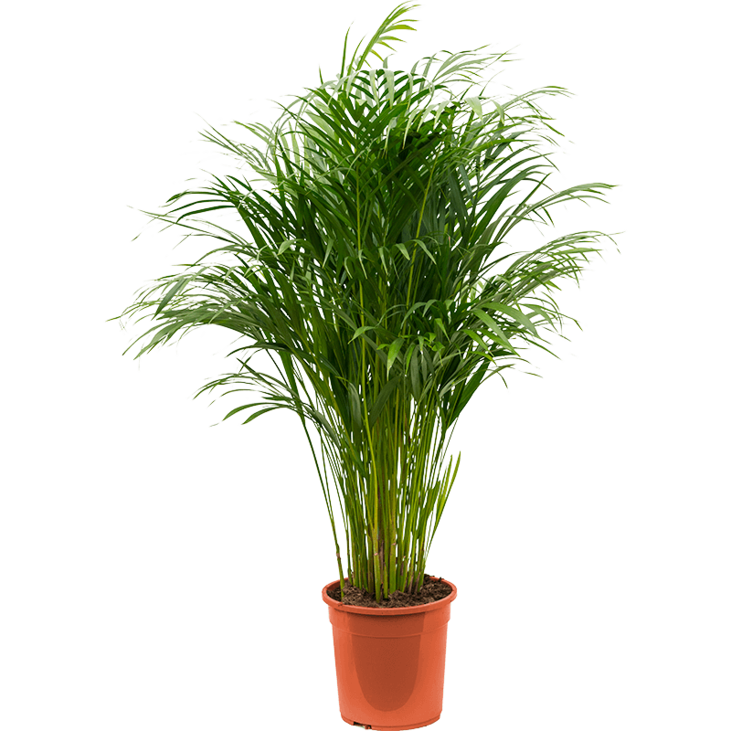 Dypsis (Areca) lutescens