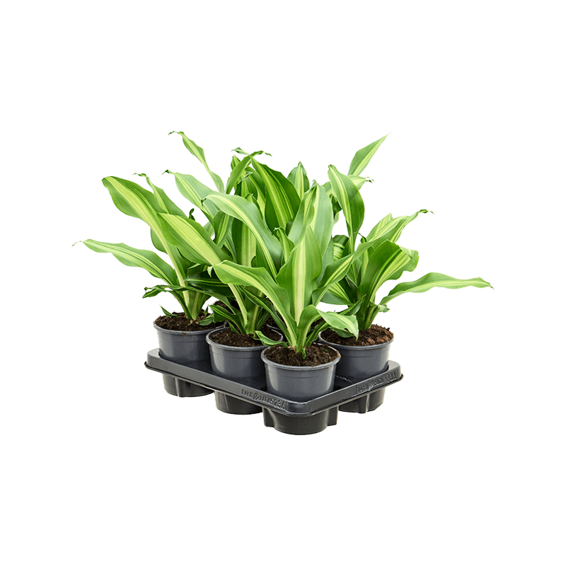 Dracaena fragrans 'Burley' 6/tray
