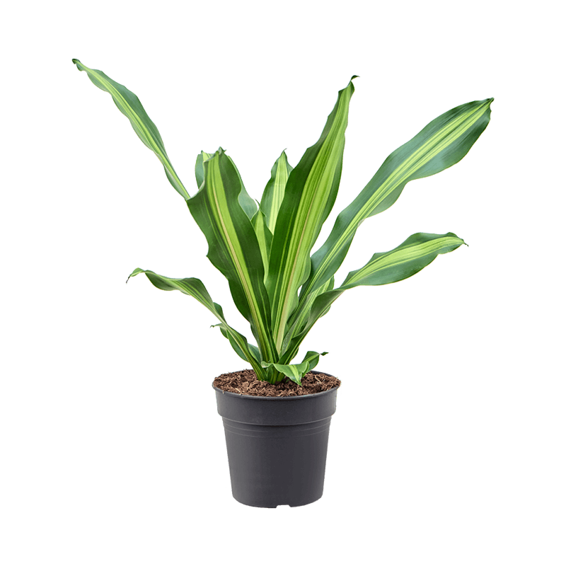 Dracaena fragrans 'Burley'