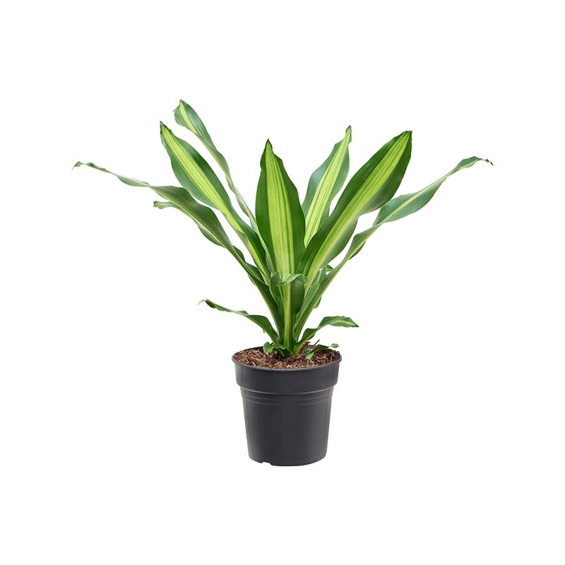Dracaena fragrans 'Burley'