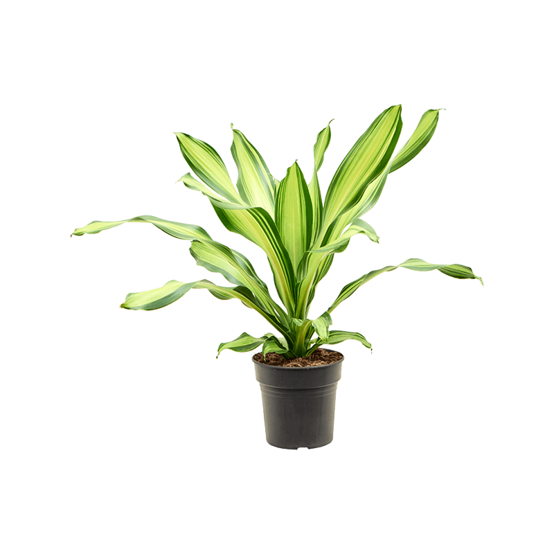 Dracaena fragrans 'Charley'