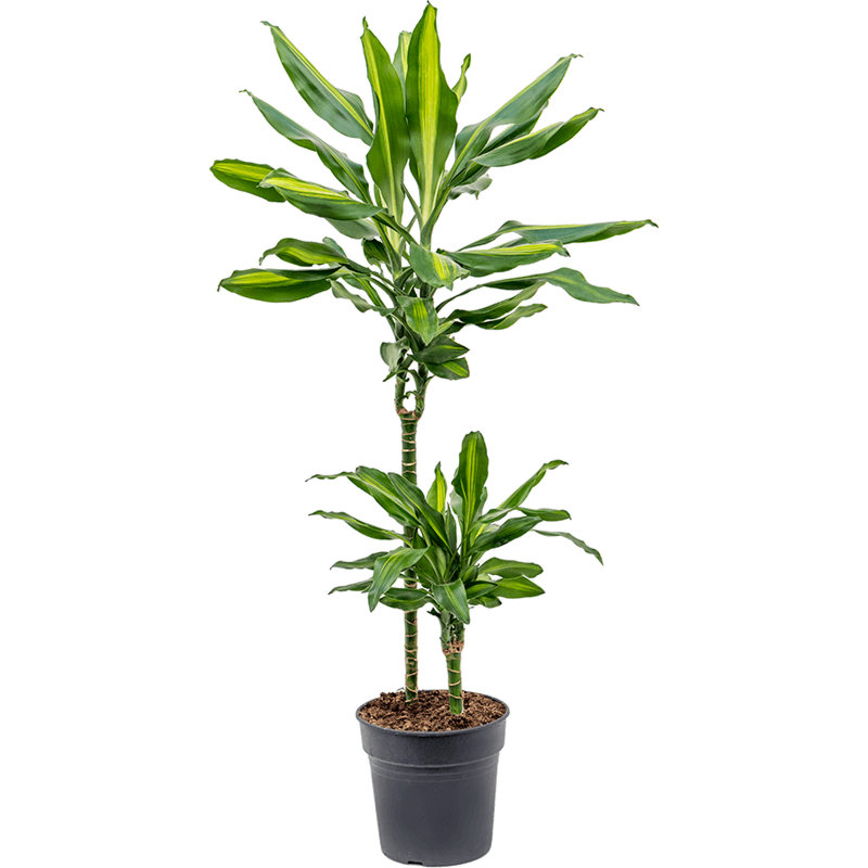 Dracaena fragrans 'Cintho'