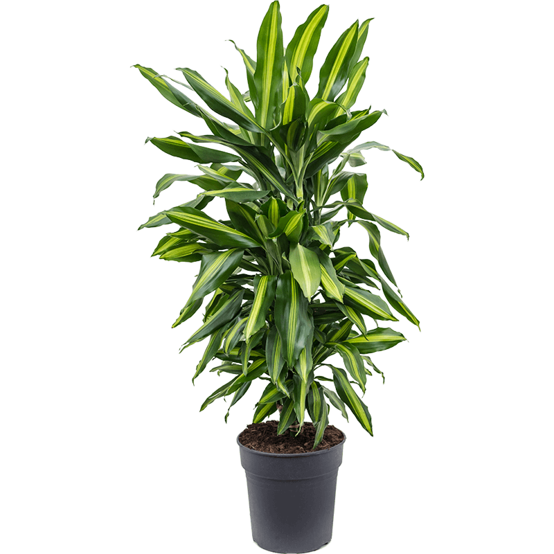 Dracaena fragrans 'Cintho'