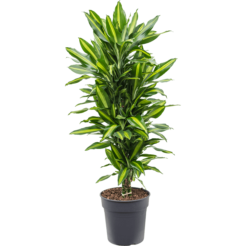 Dracaena fragrans 'Cintho'