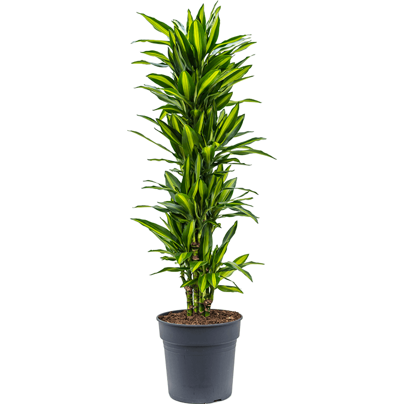 Dracaena fragrans 'Cintho'