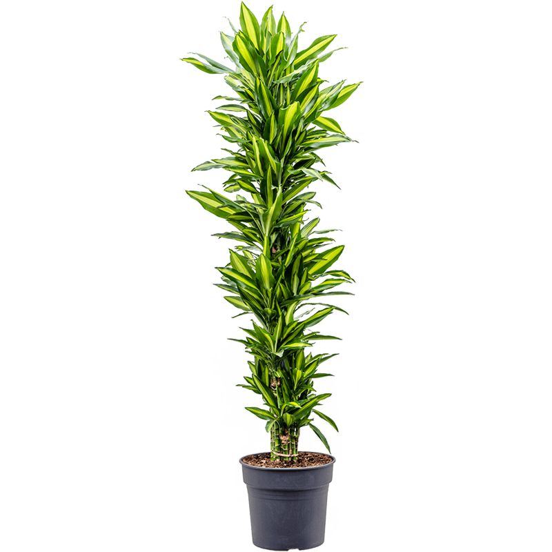 Dracaena fragrans 'Cintho'