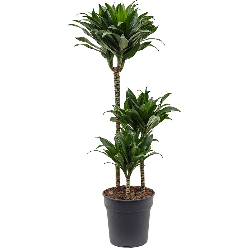 Dracaena fragrans 'Compacta'
