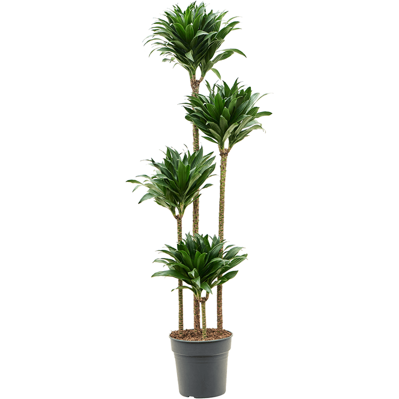 Dracaena fragrans 'Compacta'