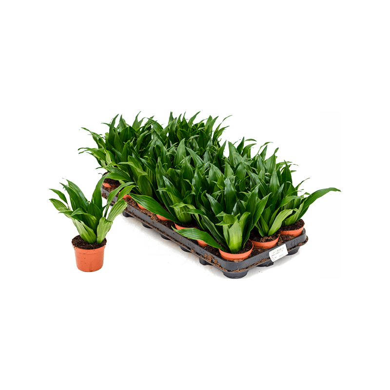 Dracaena fragrans 'Compacta' 21/tray