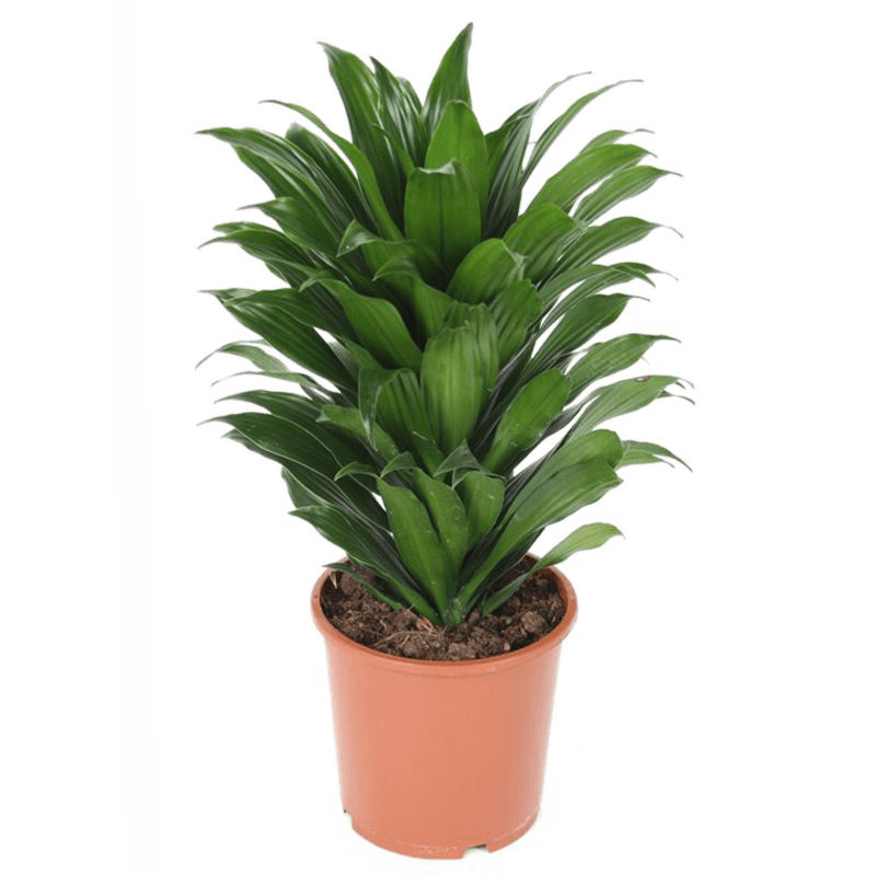 Dracaena fragrans 'Compacta'