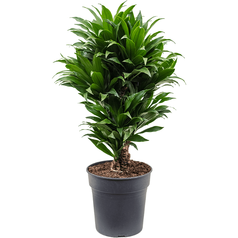 Dracaena fragrans 'Compacta'