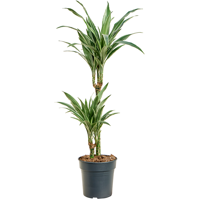 Dracaena deremensis 'Warneckei'