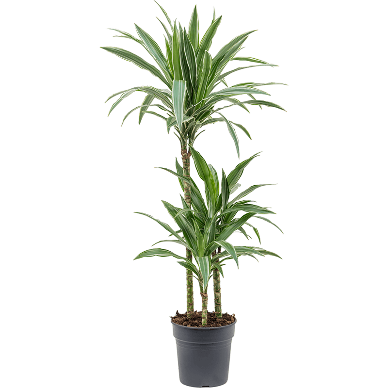 Dracaena deremensis 'Warneckei'